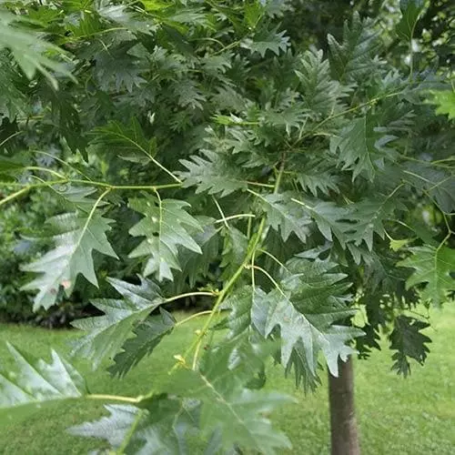 Future Forests Alnus Glutinosa Laciniata 4 Future Forests Alnus Glutinosa Laciniata