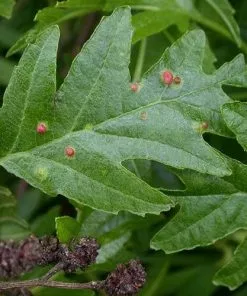 Future Forests Alnus Glutinosa Laciniata 10 Future Forests Alnus Glutinosa Laciniata