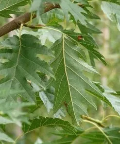 Future Forests Alnus Glutinosa Laciniata 12 Future Forests Alnus Glutinosa Laciniata