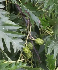 Future Forests Alnus Glutinosa Laciniata