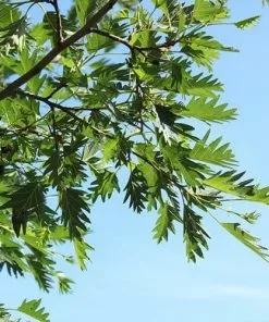 Future Forests Alnus Glutinosa Laciniata 13 Future Forests Alnus Glutinosa Laciniata