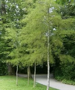 Future Forests Alnus Glutinosa Laciniata 11 Future Forests Alnus Glutinosa Laciniata