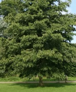 Future Forests Alnus X Spaethii