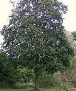 Future Forests Alnus Cordata - Italian Alder