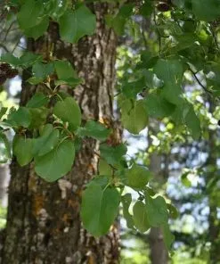 Future Forests Alnus Cordata - Italian Alder