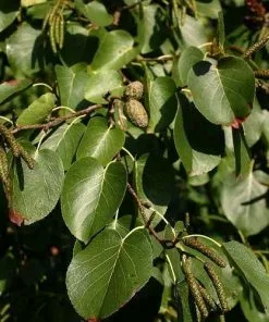 Future Forests Alnus Cordata - Italian Alder