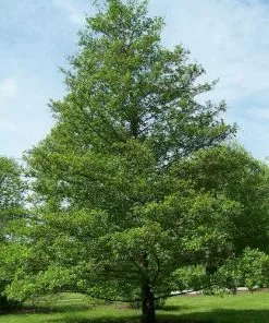 Future Forests Native Hedging Alnus Glutinosa - Common Alder