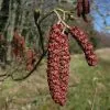 Future Forests Alnus Rubra - Red Alder