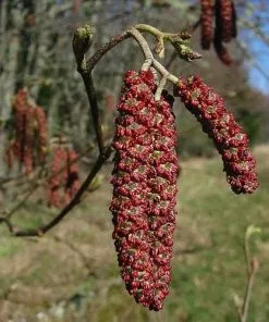 Future Forests Alnus Rubra - Red Alder