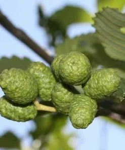 Future Forests Alnus Rubra - Red Alder