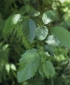 Future Forests Alnus Rubra - Red Alder