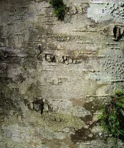 Future Forests Alnus Rubra - Red Alder