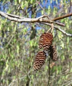 Future Forests Alnus Rubra - Red Alder