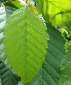 Future Forests Alnus Rubra - Red Alder