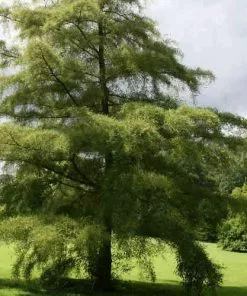 Future Forests Alnus Glutinosa Imperialis