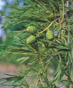 Future Forests Alnus Glutinosa Imperialis