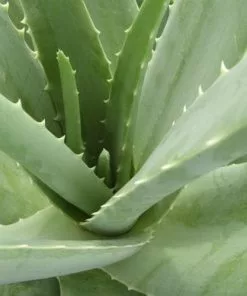 Future Forests Aloe Vera