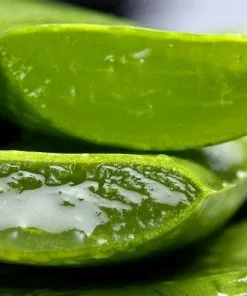 Future Forests Aloe Vera