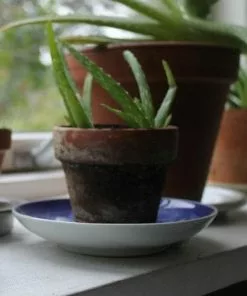 Future Forests Aloe Vera