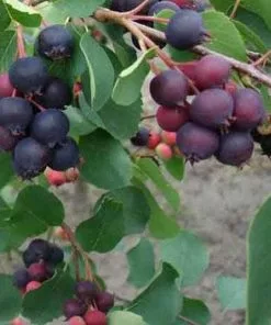 Future Forests Amelanchier Alnifolia Smokey