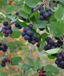 Future Forests Amelanchier Alnifolia Smokey