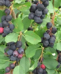 Future Forests Amelanchier Alnifolia Smokey