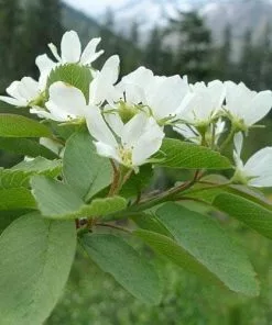 Future Forests Amelanchier Alnifolia Smokey