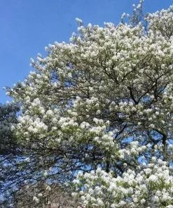 Future Forests Amelanchier Alnifolia Smokey