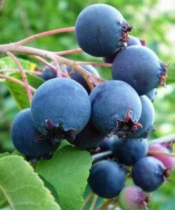 Future Forests Amelanchier Alnifolia Smokey