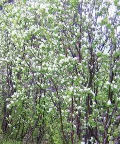 Future Forests Amelanchier Canadensis - Service Berry