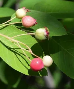 Future Forests Amelanchier Canadensis - Service Berry