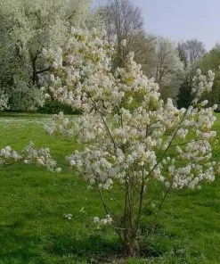 Future Forests Amelanchier Lamarckii - Snowy Mespilus