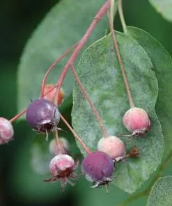 Future Forests Amelanchier Lamarckii - Snowy Mespilus