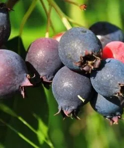 Future Forests Fruit Amelanchier Alniflora Krasnojarskaja