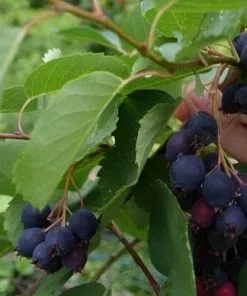 Future Forests Fruit Amelanchier Alniflora Krasnojarskaja