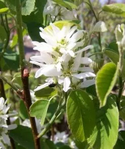 Future Forests Trees Amelanchier Alnifolia Obelisk