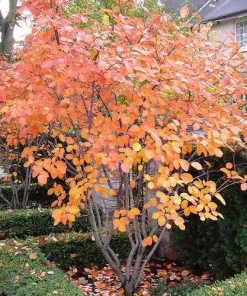 Future Forests Trees Amelanchier Alnifolia Obelisk