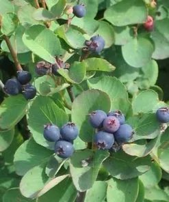 Future Forests Trees Amelanchier Alnifolia Obelisk
