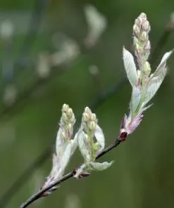 Future Forests Amelanchier Spicata