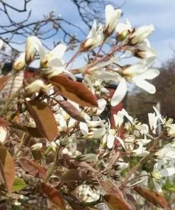 Future Forests Amelanchier Spicata