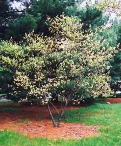 Future Forests Amelanchier X Grandiflora Ballerina Trees