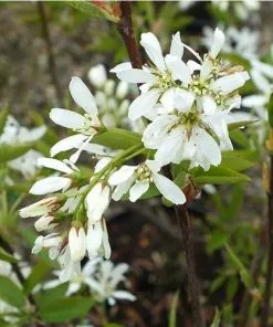 Future Forests Amelanchier X Grandiflora Ballerina Trees