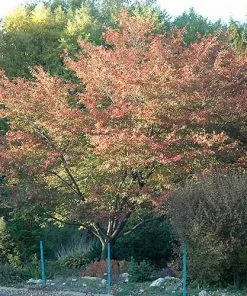 Future Forests Trees Amelanchier X Grandiflora Robin Hill AGM 10 Future Forests Trees Amelanchier X Grandiflora Robin Hill AGM