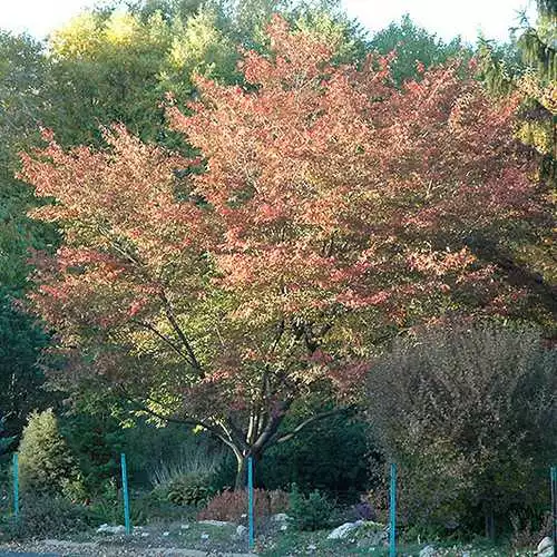 Future Forests Trees Amelanchier X Grandiflora Robin Hill AGM 6 Future Forests Trees Amelanchier X Grandiflora Robin Hill AGM