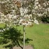 Future Forests Trees Amelanchier X Grandiflora Robin Hill AGM