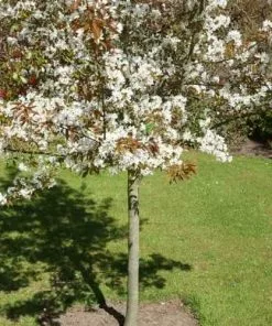 Future Forests Trees Amelanchier X Grandiflora Robin Hill AGM