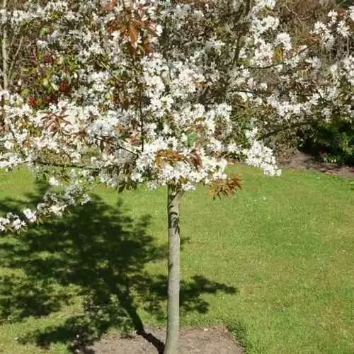 Future Forests Trees Amelanchier X Grandiflora Robin Hill AGM 3 Future Forests Trees Amelanchier X Grandiflora Robin Hill AGM