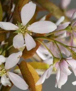 Future Forests Trees Amelanchier X Grandiflora Robin Hill AGM 9 Future Forests Trees Amelanchier X Grandiflora Robin Hill AGM