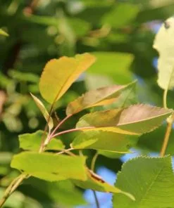 Future Forests Trees Amelanchier X Grandiflora Robin Hill AGM