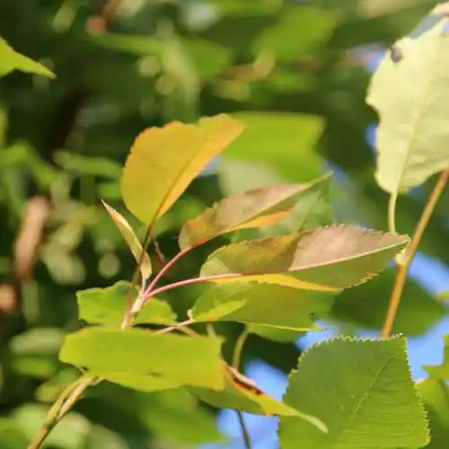 Future Forests Trees Amelanchier X Grandiflora Robin Hill AGM 4 Future Forests Trees Amelanchier X Grandiflora Robin Hill AGM